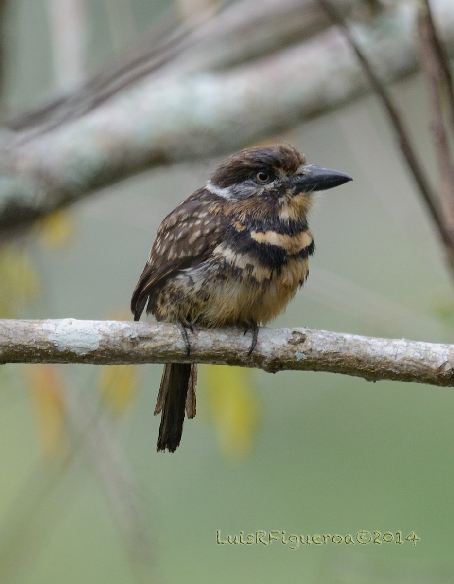 Two-banded Puffbird - Luis R Figueroa