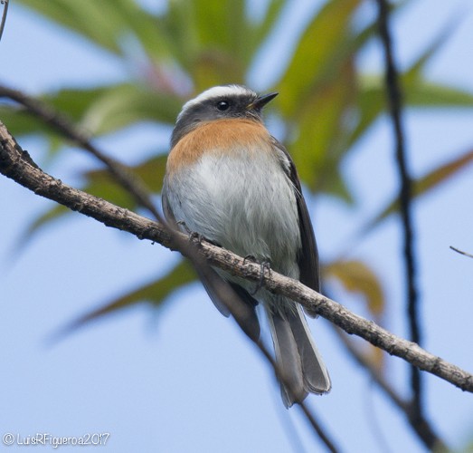 Rufous-breasted Chat-Tyrant - Luis R Figueroa