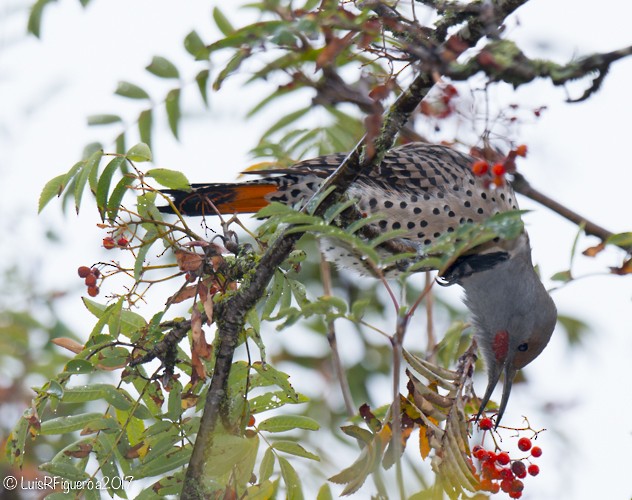 Northern Flicker (Red-shafted) - Luis R Figueroa