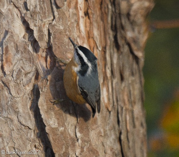 Red-breasted Nuthatch - Luis R Figueroa