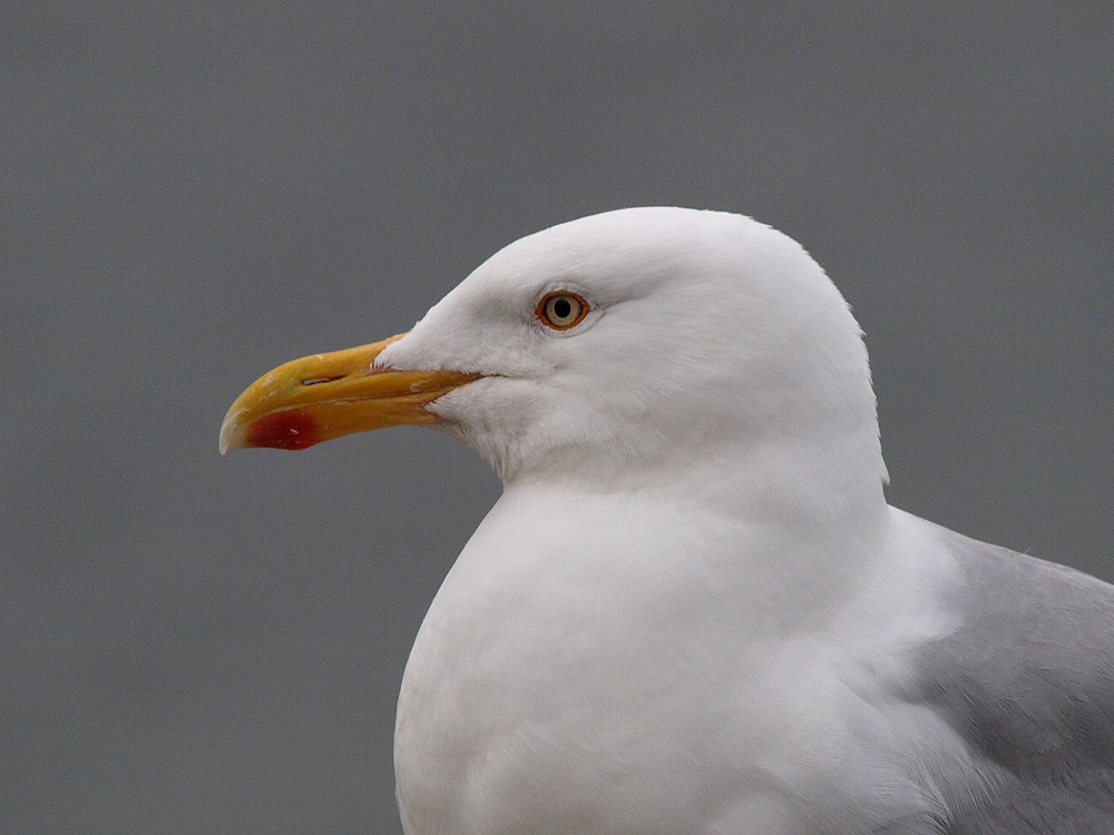 Herring Gull (European) - ML204935931
