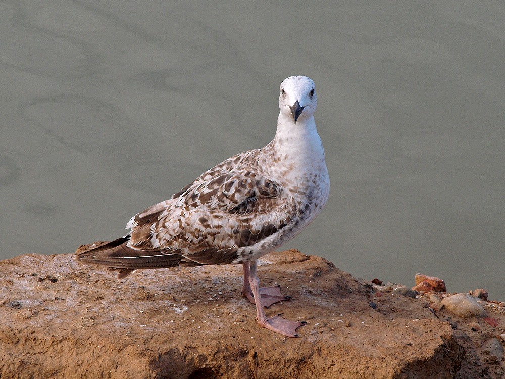 Yellow-legged Gull (michahellis) - Jesus Barreda