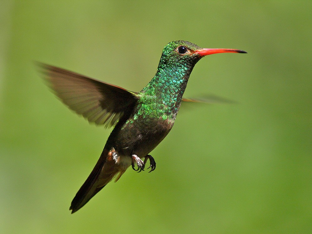 Rufous-tailed Hummingbird (Rufous-tailed) - Jesus Barreda