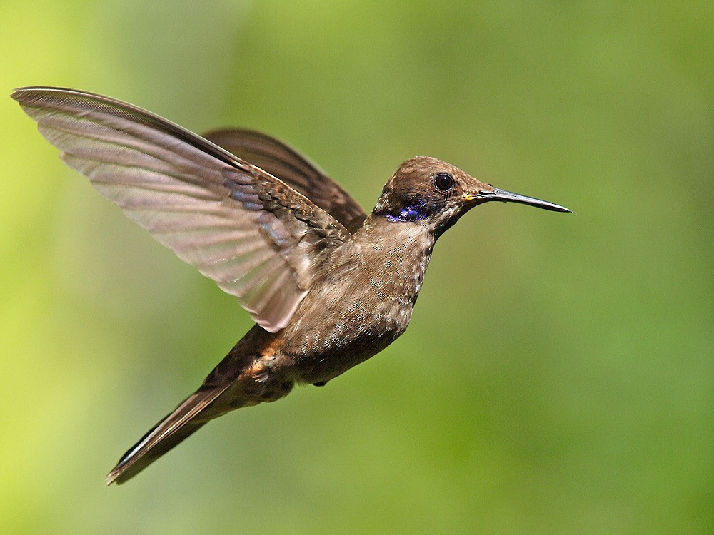 kolibřík fialovouchý - ML204936131
