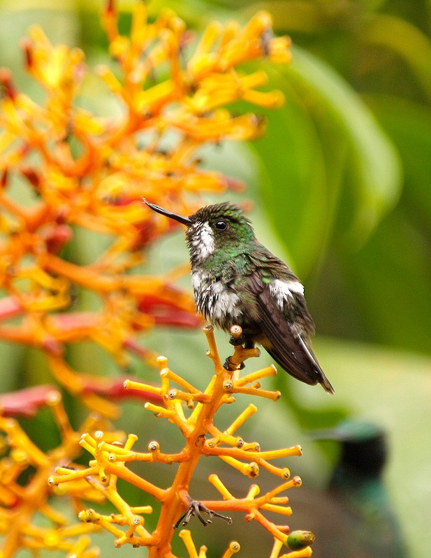 kolibřík trnoocasý - ML204936151