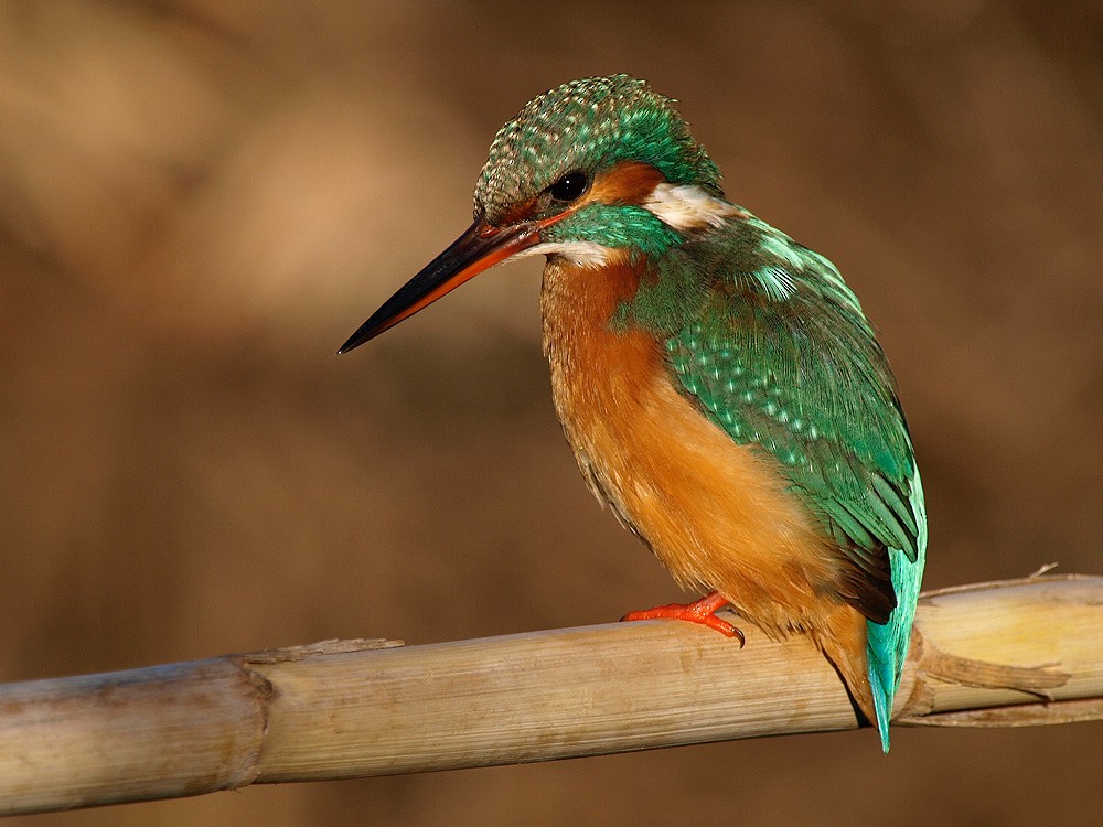 Common Kingfisher (Common) - Jesus Barreda