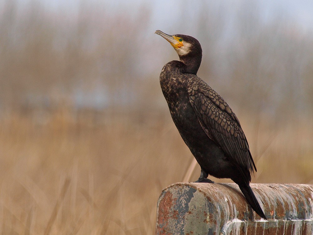 Great Cormorant (Eurasian) - Jesus Barreda