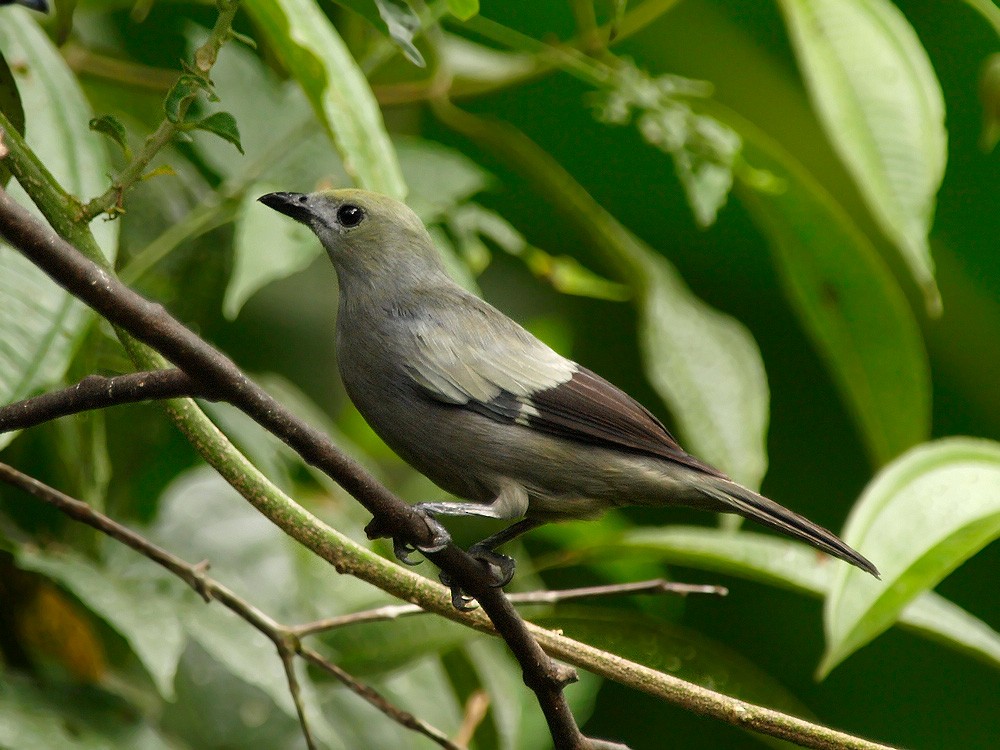 Palm Tanager - ML204936581