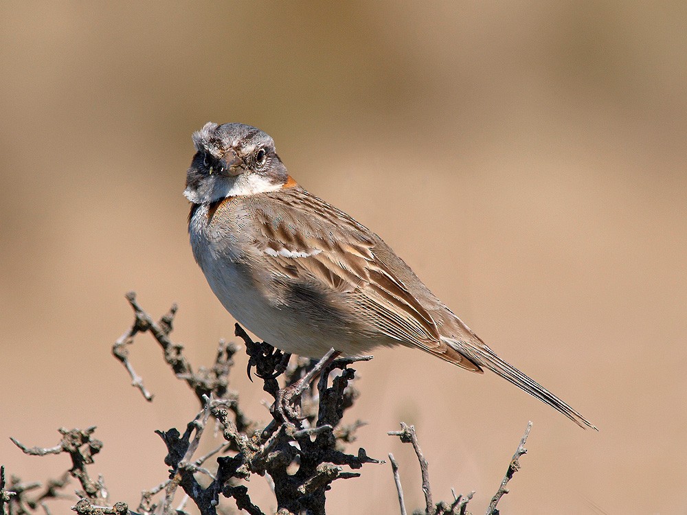 Rufous-collared Sparrow - Jesus Barreda