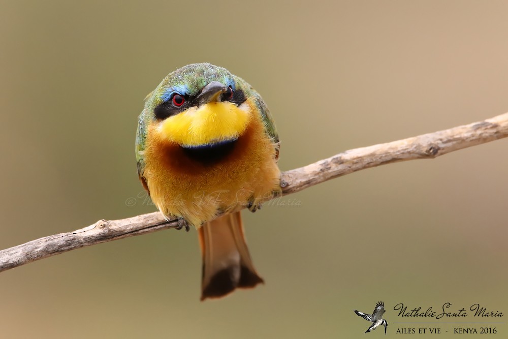 Little Bee-eater - ML204936641