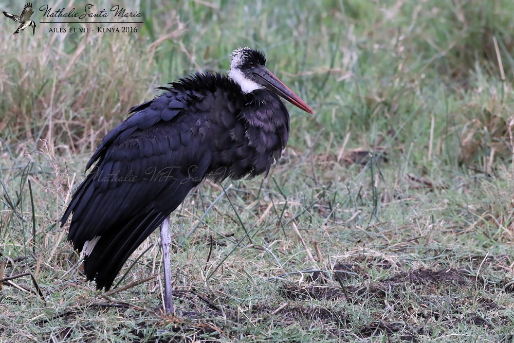 African Woolly-necked Stork - ML204936681
