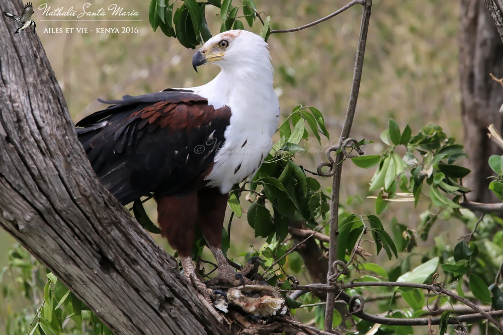 African Fish-Eagle - ML204937011