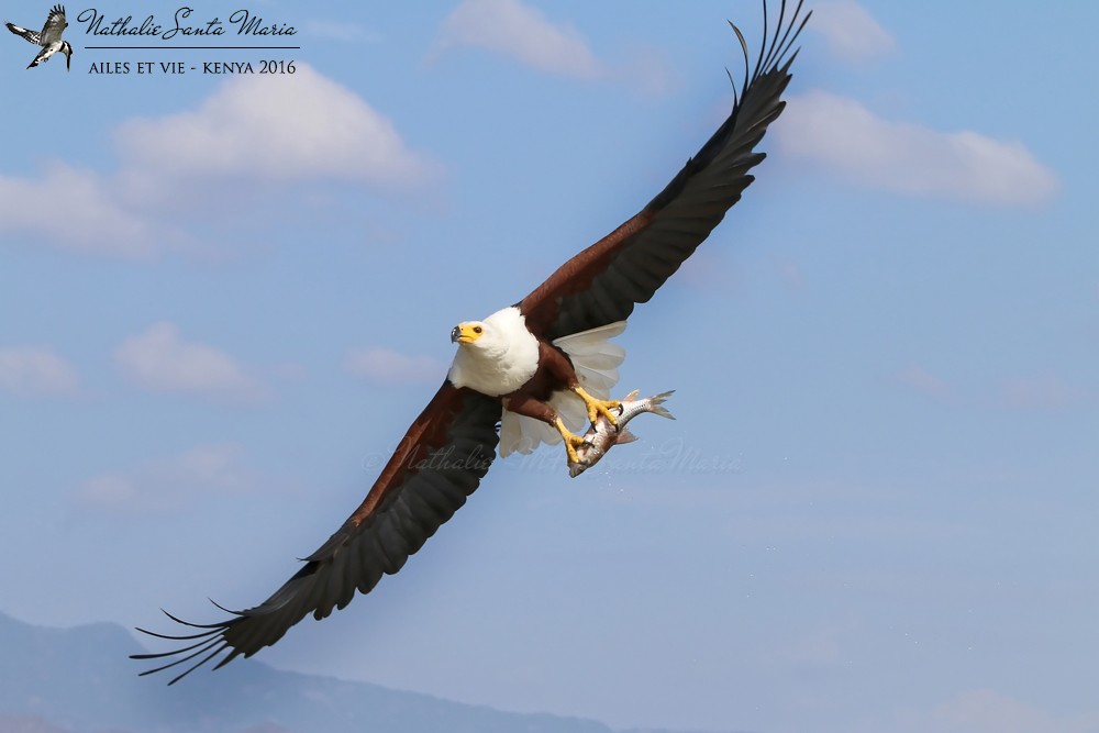 African Fish-Eagle - ML204937031