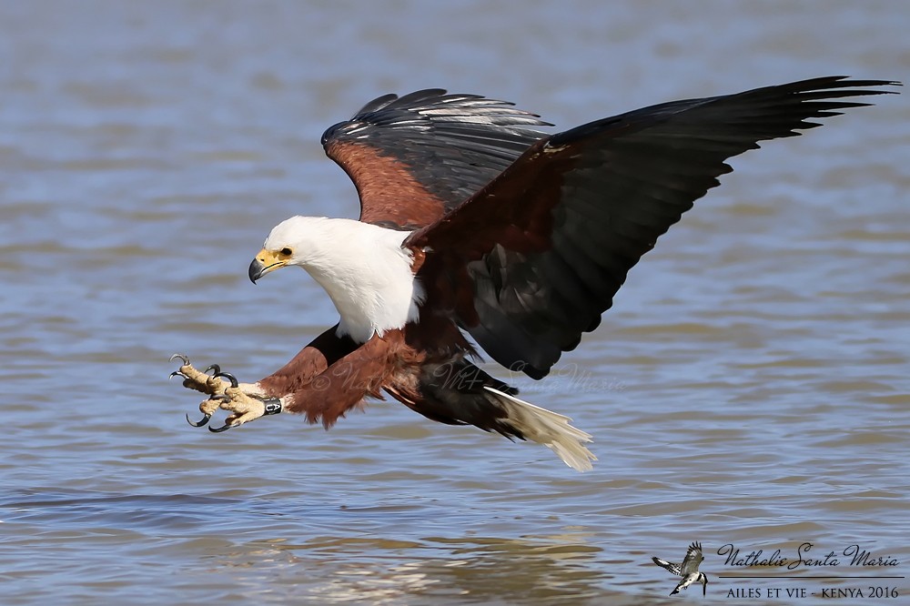 African Fish-Eagle - ML204937051