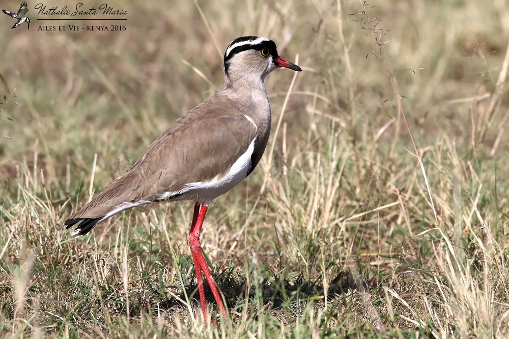 Crowned Lapwing - ML204937151