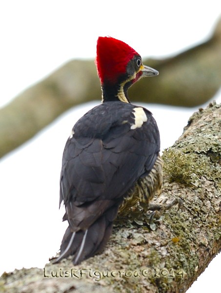 Lineated Woodpecker (Lineated) - Luis R Figueroa