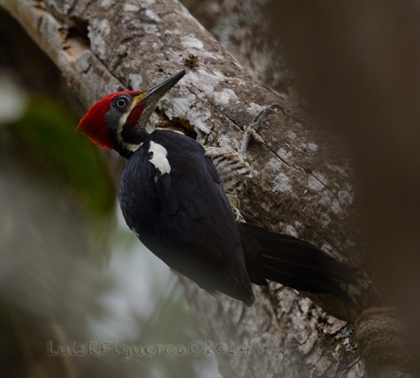Lineated Woodpecker (Lineated) - Luis R Figueroa