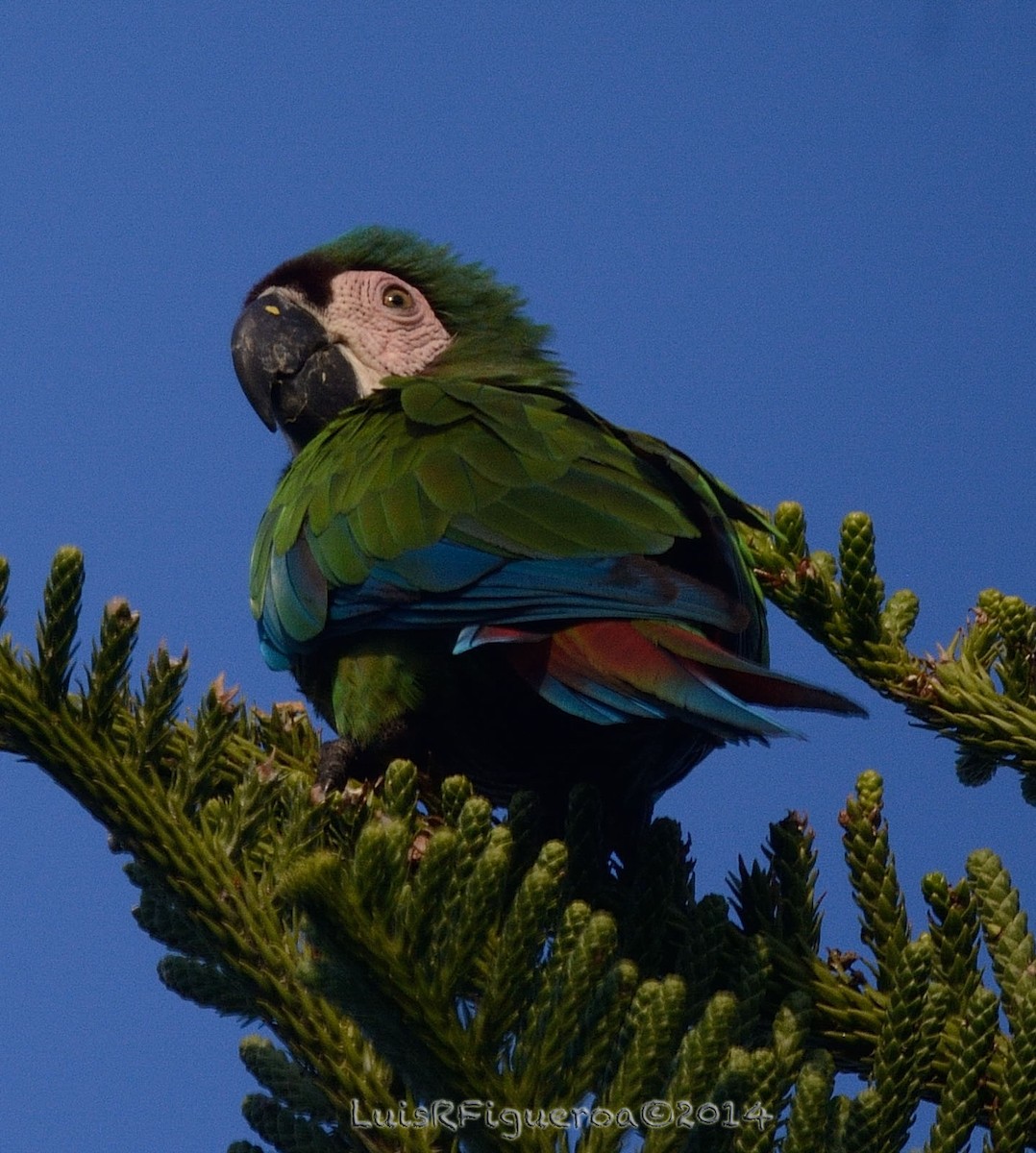 Chestnut-fronted Macaw - ML204937361