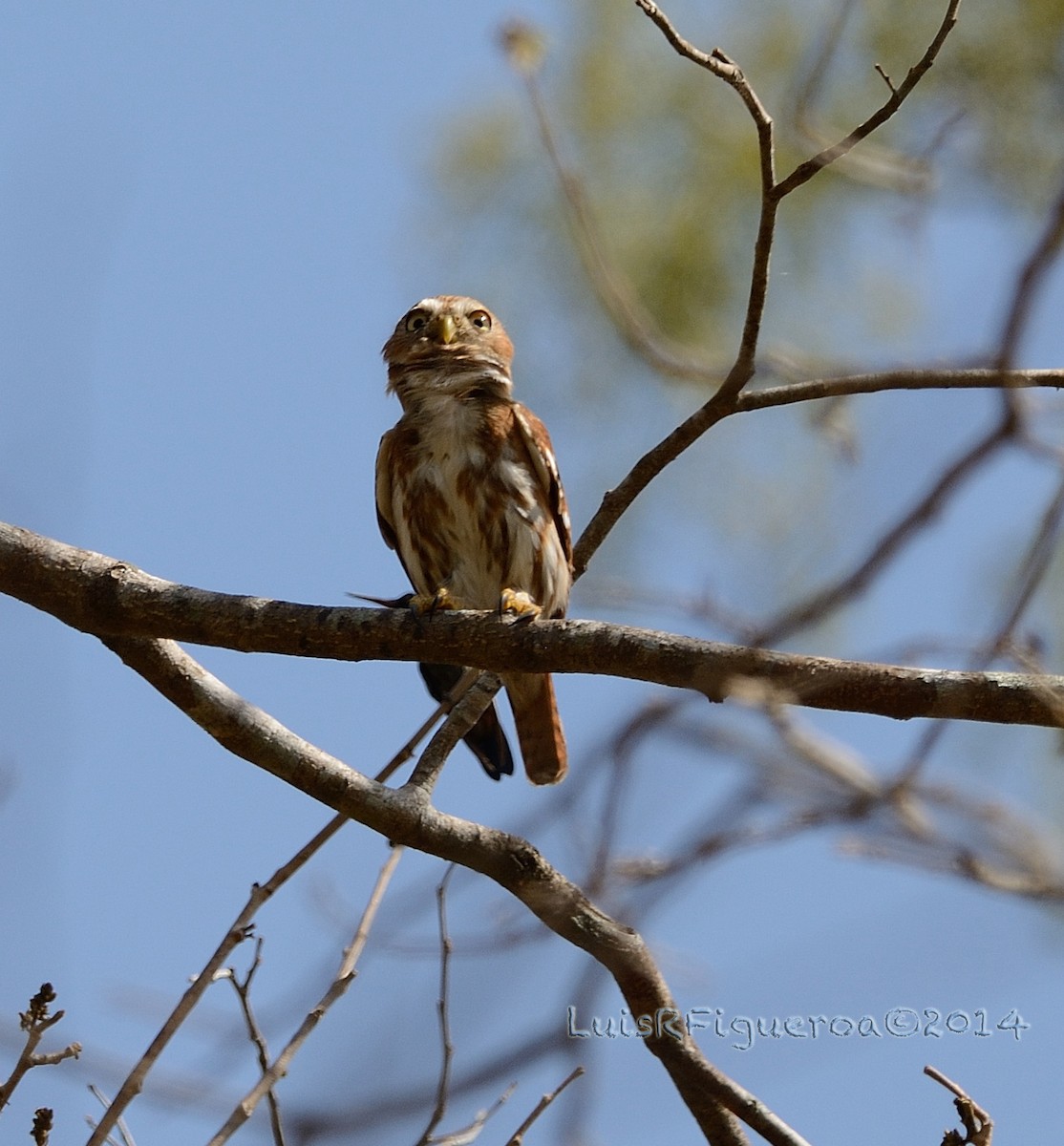 Ferruginous Pygmy-Owl (Ferruginous) - Luis R Figueroa