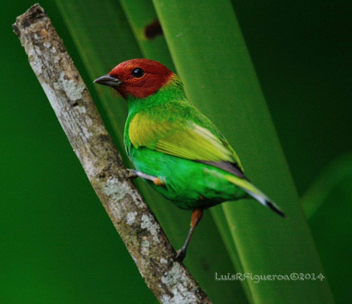 Bay-headed Tanager (Bay-and-green) - Luis R Figueroa