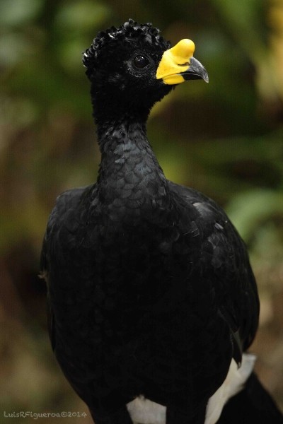 Yellow-knobbed Curassow - Luis R Figueroa