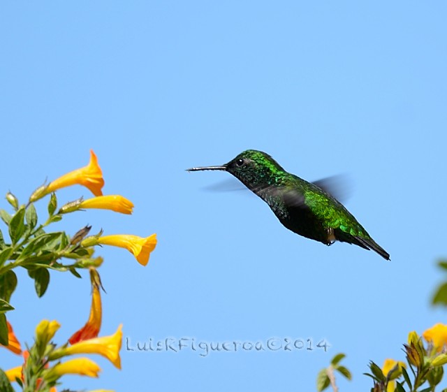 Green-tailed Emerald - Luis R Figueroa