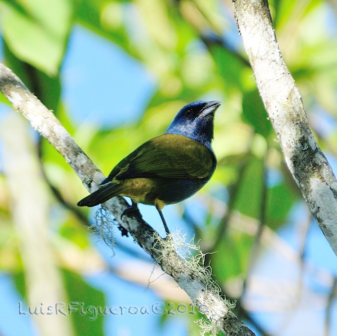 Blue-capped Tanager - ML204937811