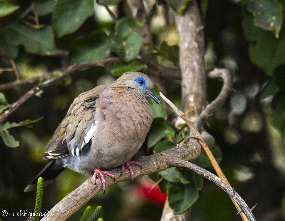 West Peruvian Dove - ML204937861
