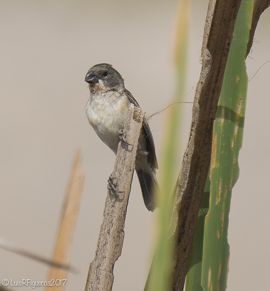 Chestnut-throated Seedeater - ML204937921