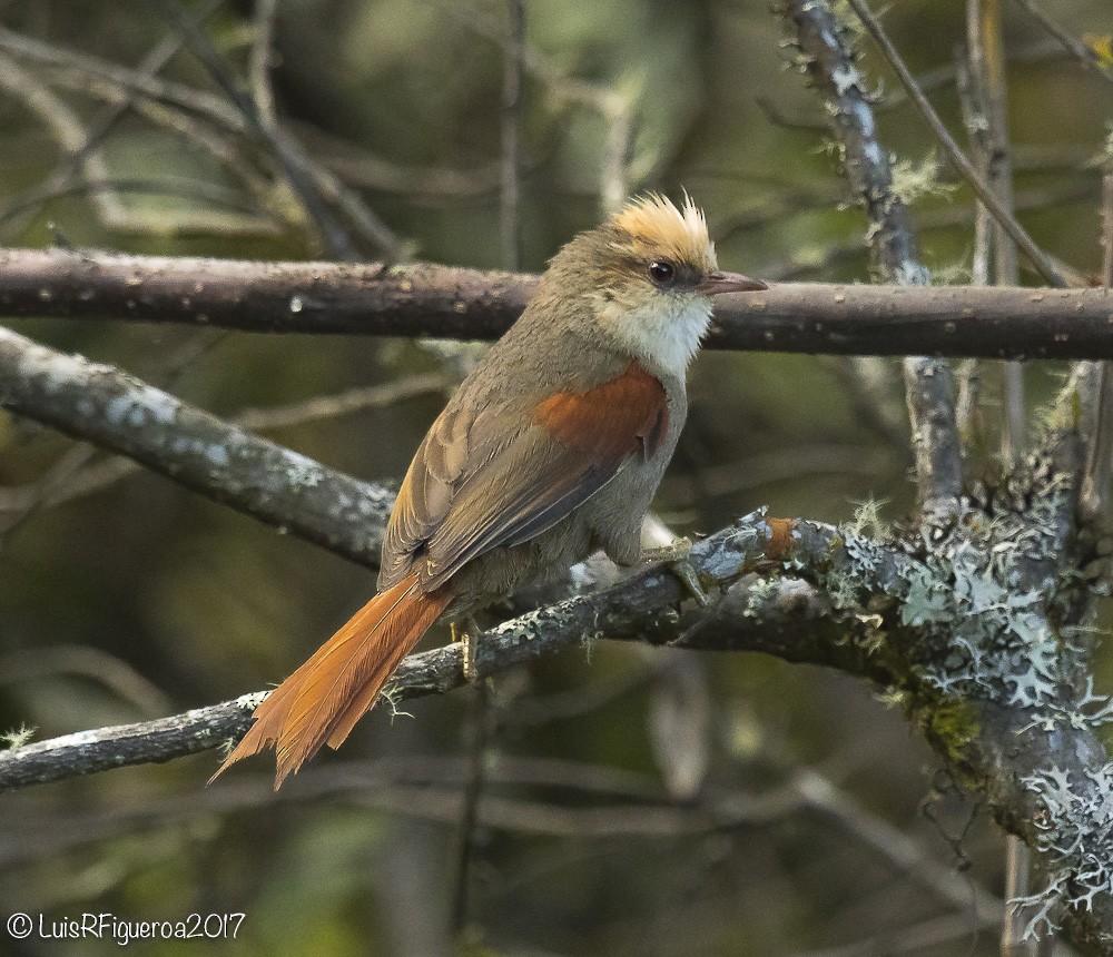 Creamy-crested Spinetail - ML204937941