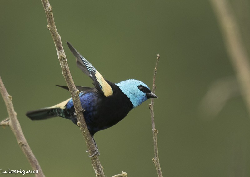 Blue-necked Tanager - ML204938061