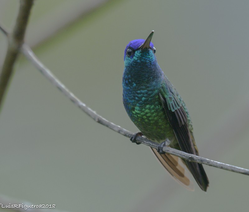 kolibřík fialovočelý - ML204938081