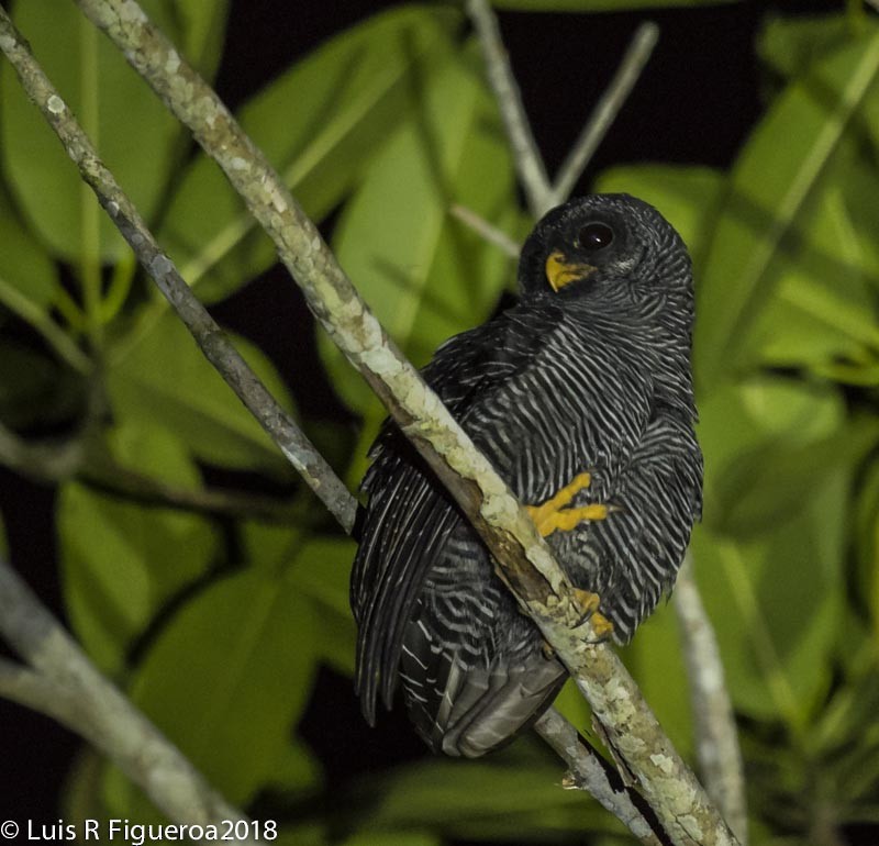Black-banded Owl - ML204938141
