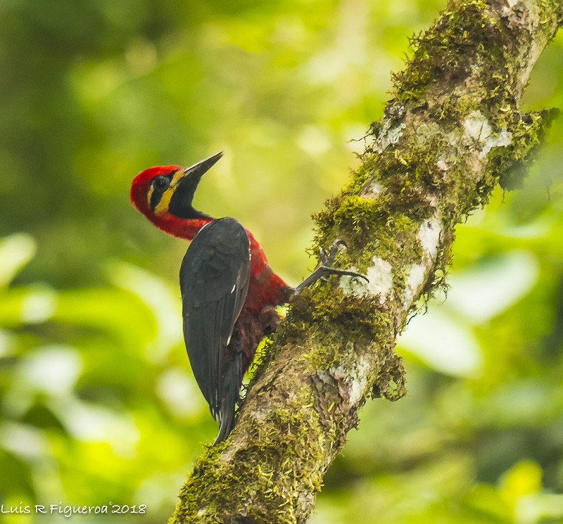 Crimson-bellied Woodpecker (Crimson-bellied) - Luis R Figueroa
