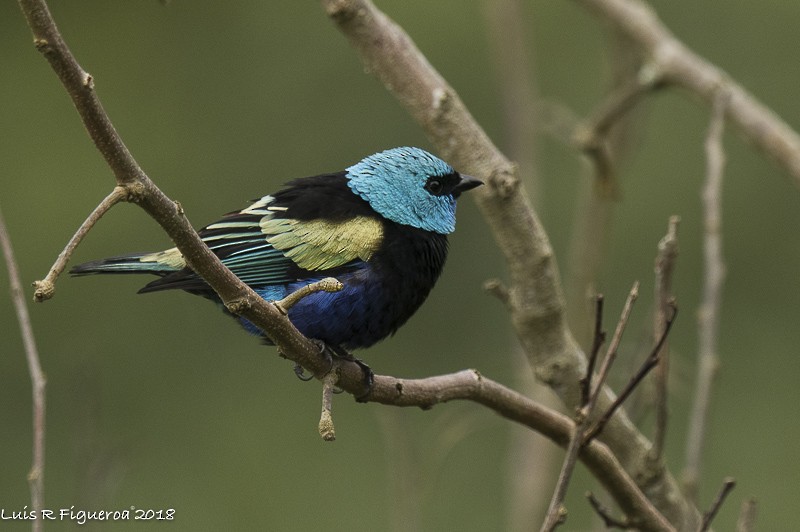Blue-necked Tanager - ML204938261