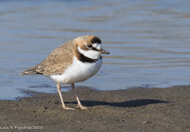 Collared Plover - ML204938401
