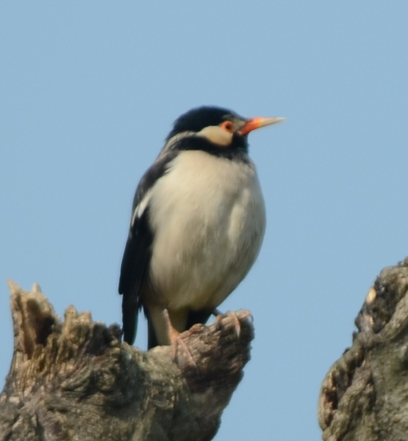 Indian Pied Starling - ML204938421