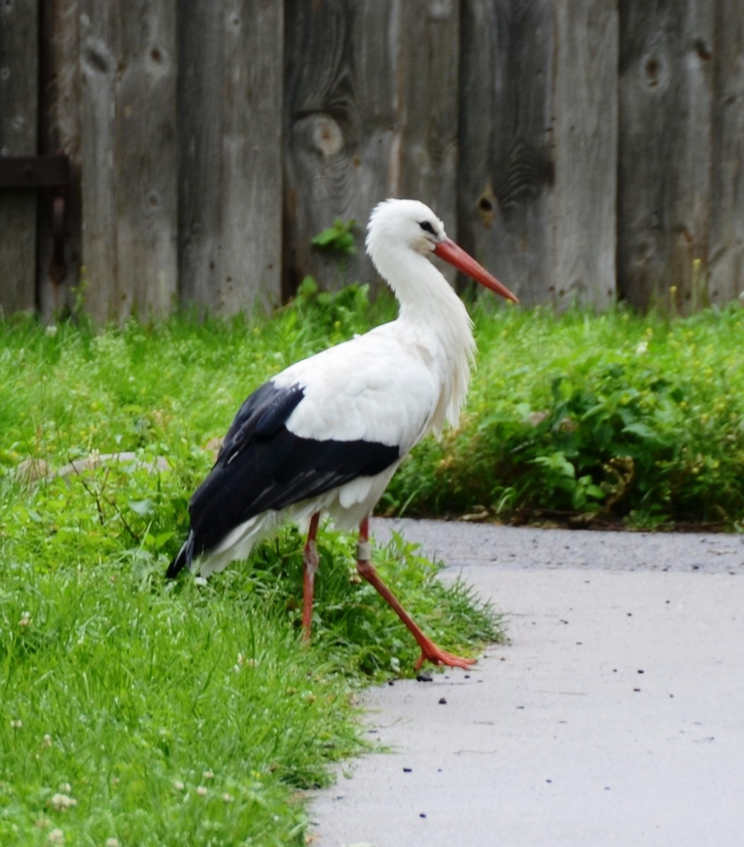 White Stork - Gerhard Tauscher