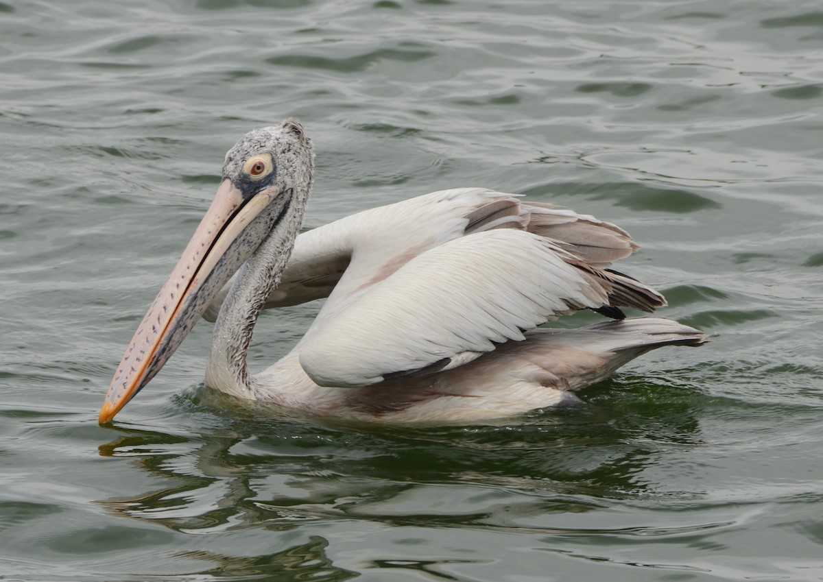 Spot-billed Pelican - Gerhard Tauscher