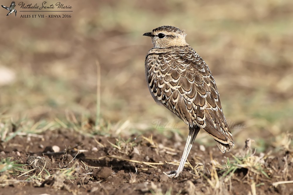 Double-banded Courser - ML204939171