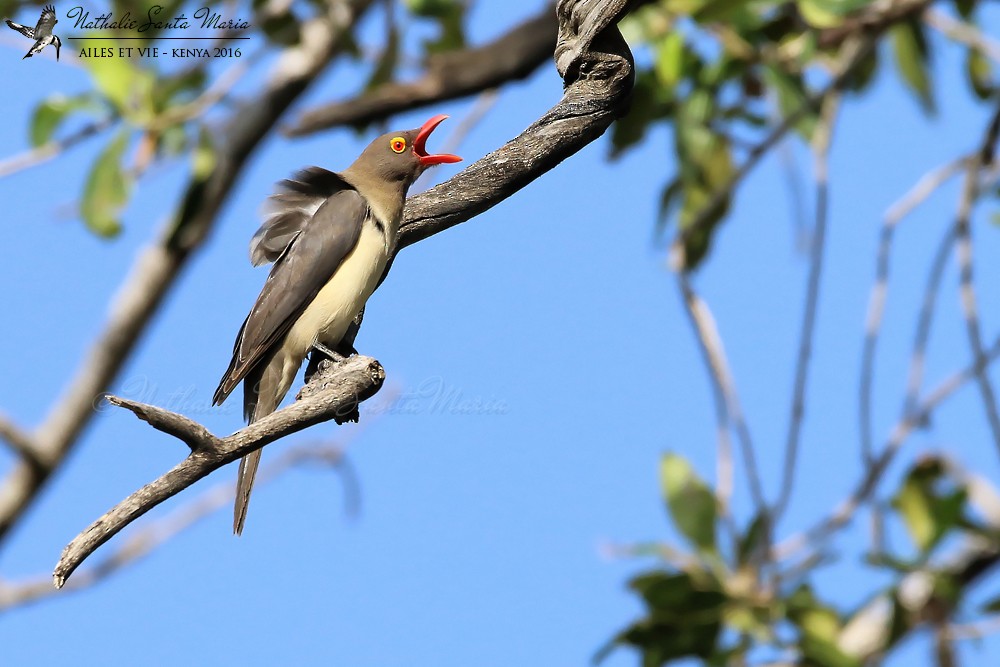 Red-billed Oxpecker - ML204939211