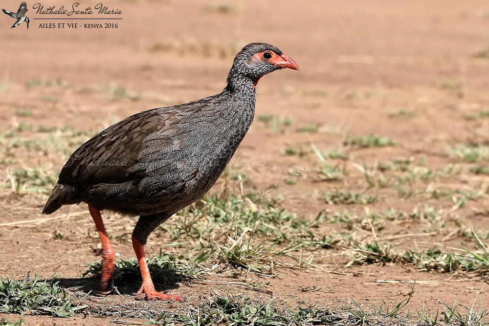 Red-necked Francolin (Northern) - ML204939351