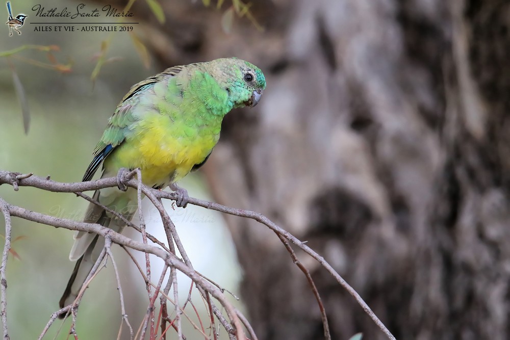 Red-rumped Parrot - ML204939721