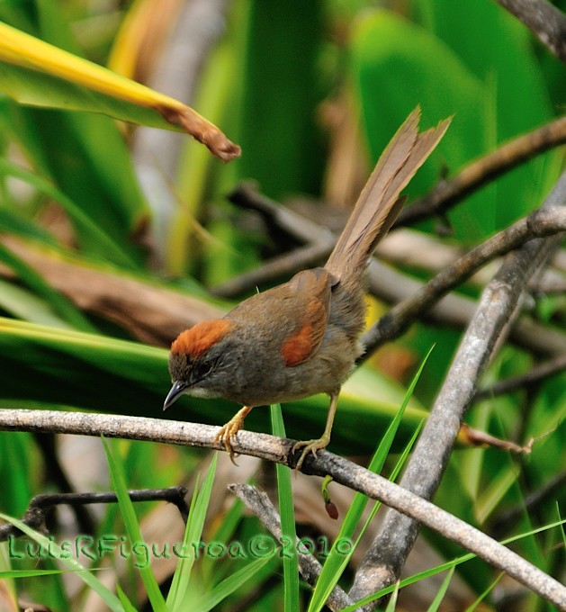 Pale-breasted Spinetail - Luis R Figueroa
