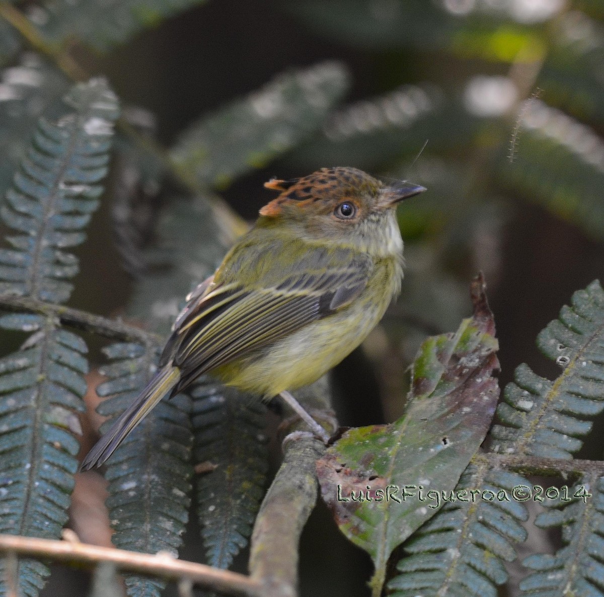 Scale-crested Pygmy-Tyrant - Luis R Figueroa