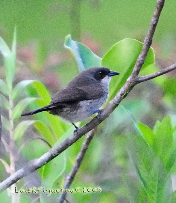 Red-shouldered Tanager - ML204939851