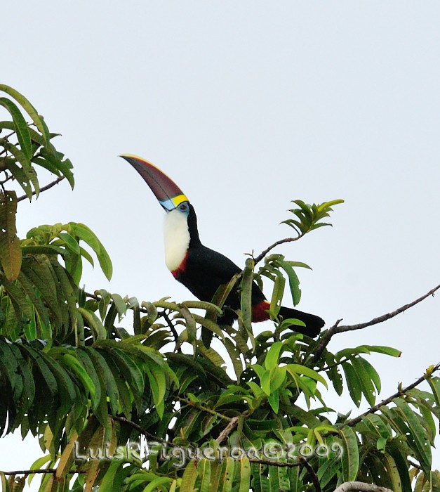 White-throated Toucan (Red-billed) - Luis R Figueroa