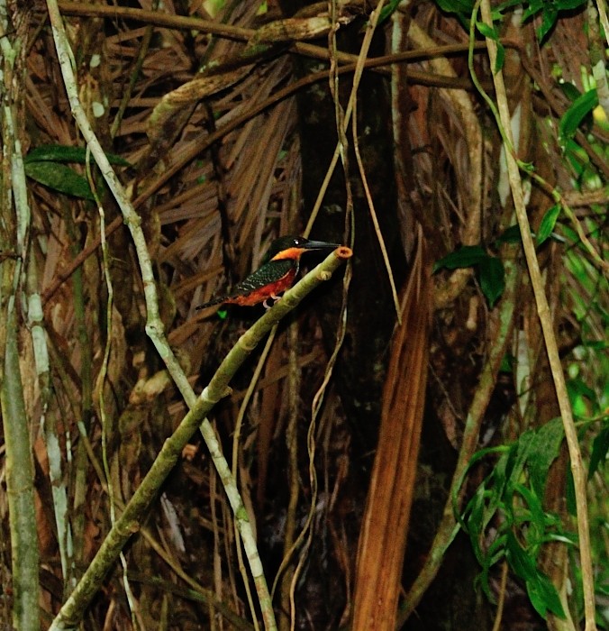 American Pygmy Kingfisher - Luis R Figueroa