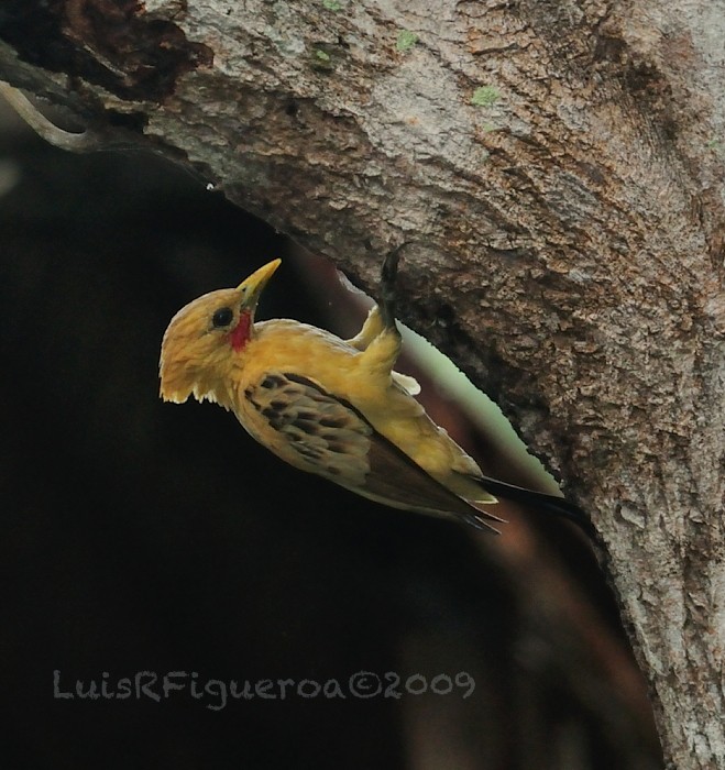 Cream-colored Woodpecker - Luis R Figueroa
