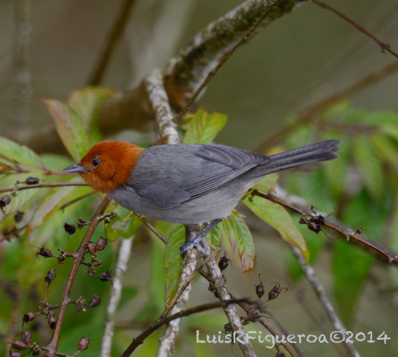 Fulvous-headed Tanager - Luis R Figueroa